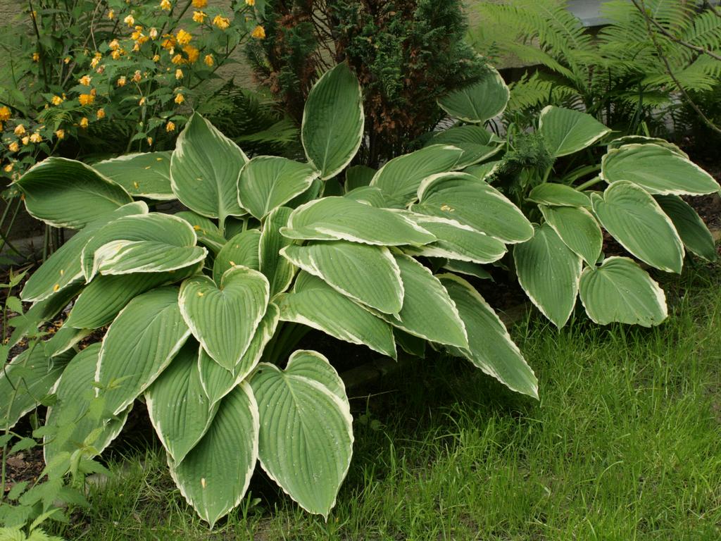 Hosta 'Frosted Jade'